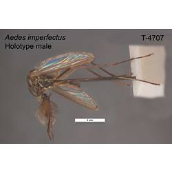 Mosquito specimen, male, lateral view.