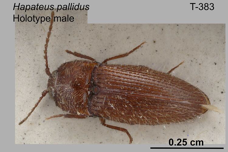 Beetle specimen, male, dorsal view.