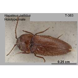 Beetle specimen, male, dorsal view.