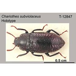 Beetle specimen, dorsal view.