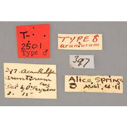 Entomology type specimen labels.