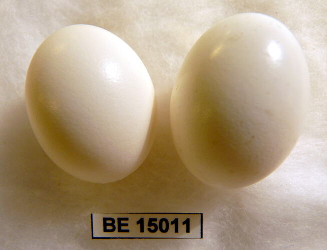 Two bird eggs with specimen label.
