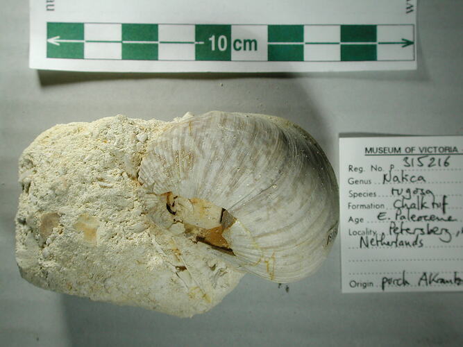 <em>Natica rugosa</em>, fossil moon shell.  Registration no. P 315216-1.