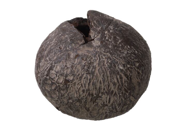 Fossil nut specimen.