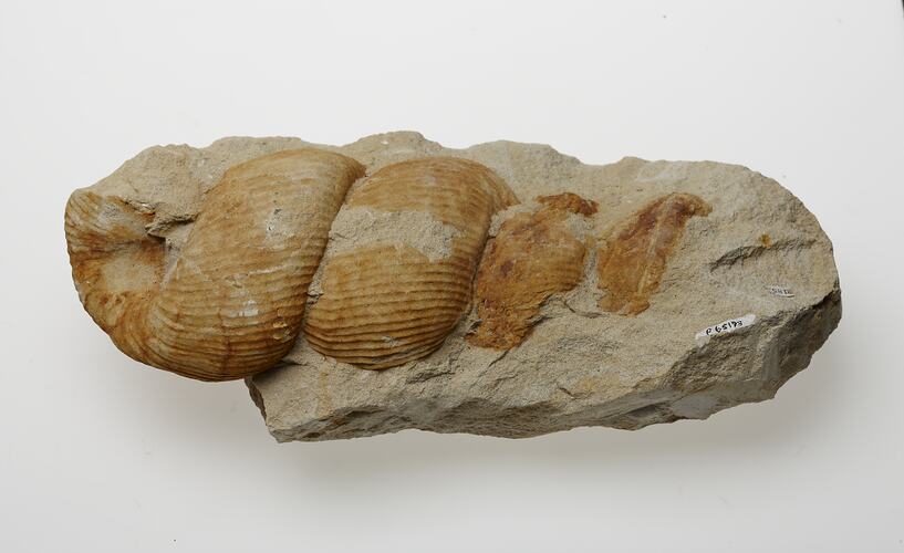 Bulbous yellowish fossil in pale grey matrix.