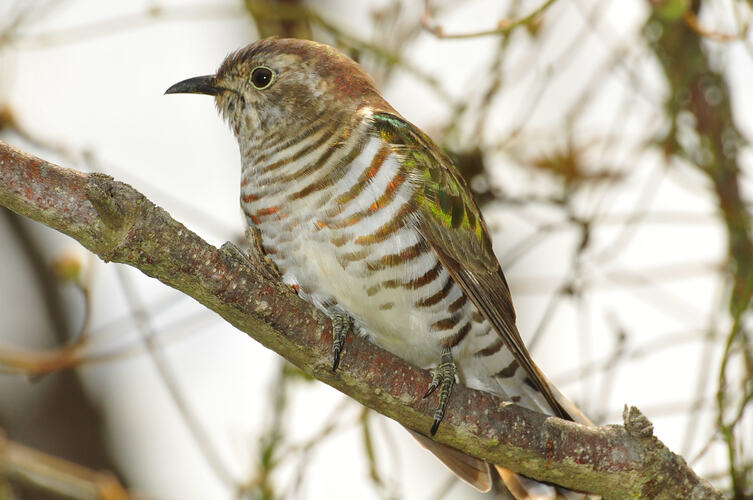 Horsfield's Bronze-cuckoo perched on branch.