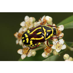 <em>Eupoecila australasiae</em> Pfitzner, Fiddler Beetle