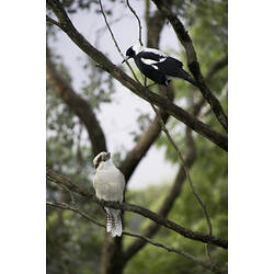 Laughing Kookaburra and Australian Magpie looking at each other