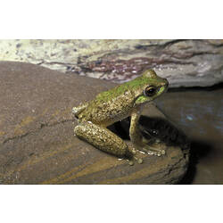 A Spotted Tree Frog perched on a stone.