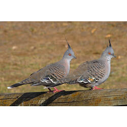 Two Crested Pigeons perched on a fence.