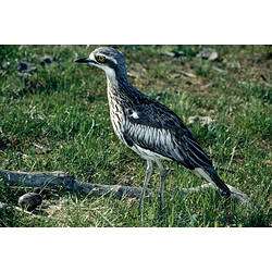 A bird, the Bush Stone-curlew, standing on grass.