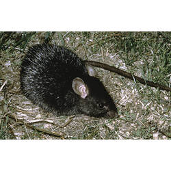 Black Rat on grass.