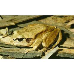 A Stuttering Frog sitting on pieces of bark.