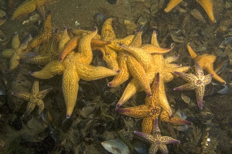 Many yellow Northern Pacific Seastars feeding on mussels.
