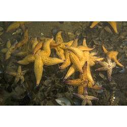 Many yellow Northern Pacific Seastars feeding on mussels.