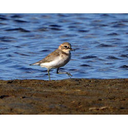 Double-banded Plover walking along water's edge.