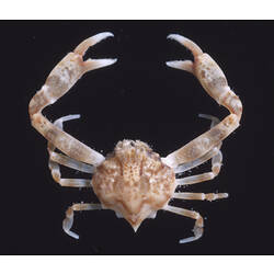 Dorsal view of Smooth Nut Crab against black background