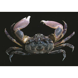 Semaphore Crab against a black background