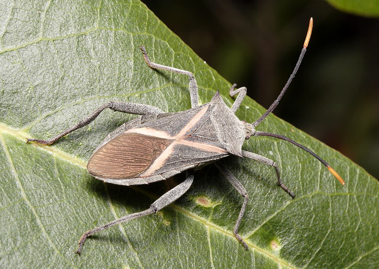 Mictis profana (Fabricius, 1803), Crusader Bug