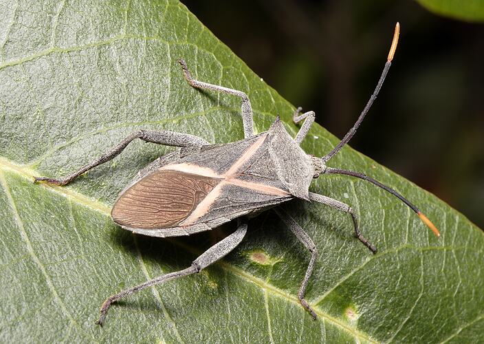 A Crusader Bug on a green leaf.