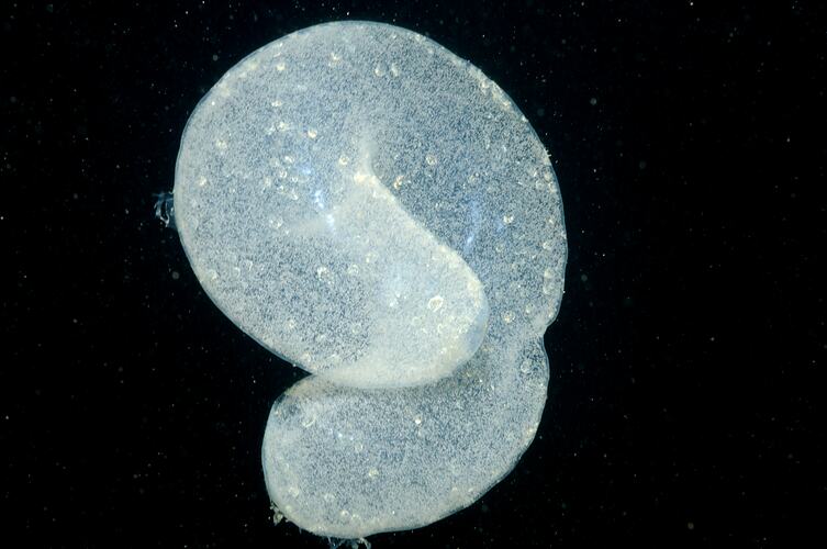 Moon Snail egg mass floating in midwater.