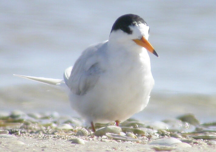 A bird, the Fairy Tern, resting on sand.
