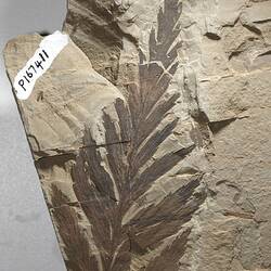 Dark brown impression of a fern-like leaf on a pale rock.