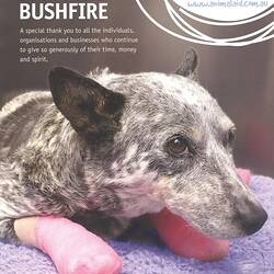 Booklet with white text and black and white dog with both front paws wrapped in pink bandages.