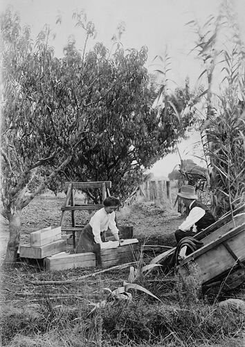 Woman and man packing wooden fruit cases with fruit. Fruit trees behind them.