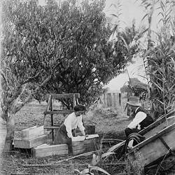 Woman and man packing wooden fruit cases with fruit. Fruit trees behind them.