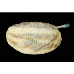 <em>Apsolidium handrecki</em>. sea cucumber.