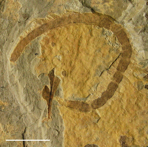 Fossil worm in yellowish matrix.