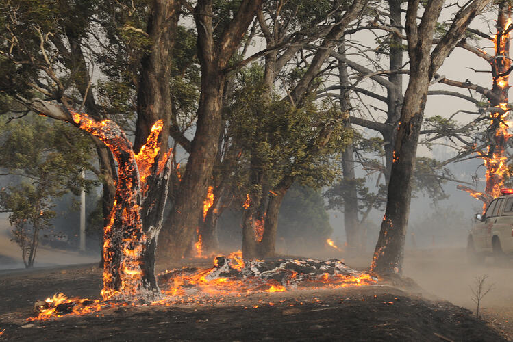 Digital photograph - 'Trio of trees on fire 2', Black Saturday Bushfires, St Andrews, Victoria, 7 Feb 2009