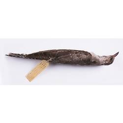 Dry bird skin specimen with labels.