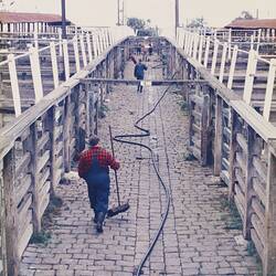 Digital Photograph - Cattle Lane, Newmarket Saleyards, Newmarket, 1987
