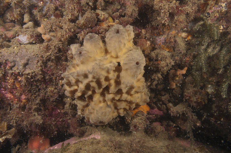 Yellow sponge on reef.