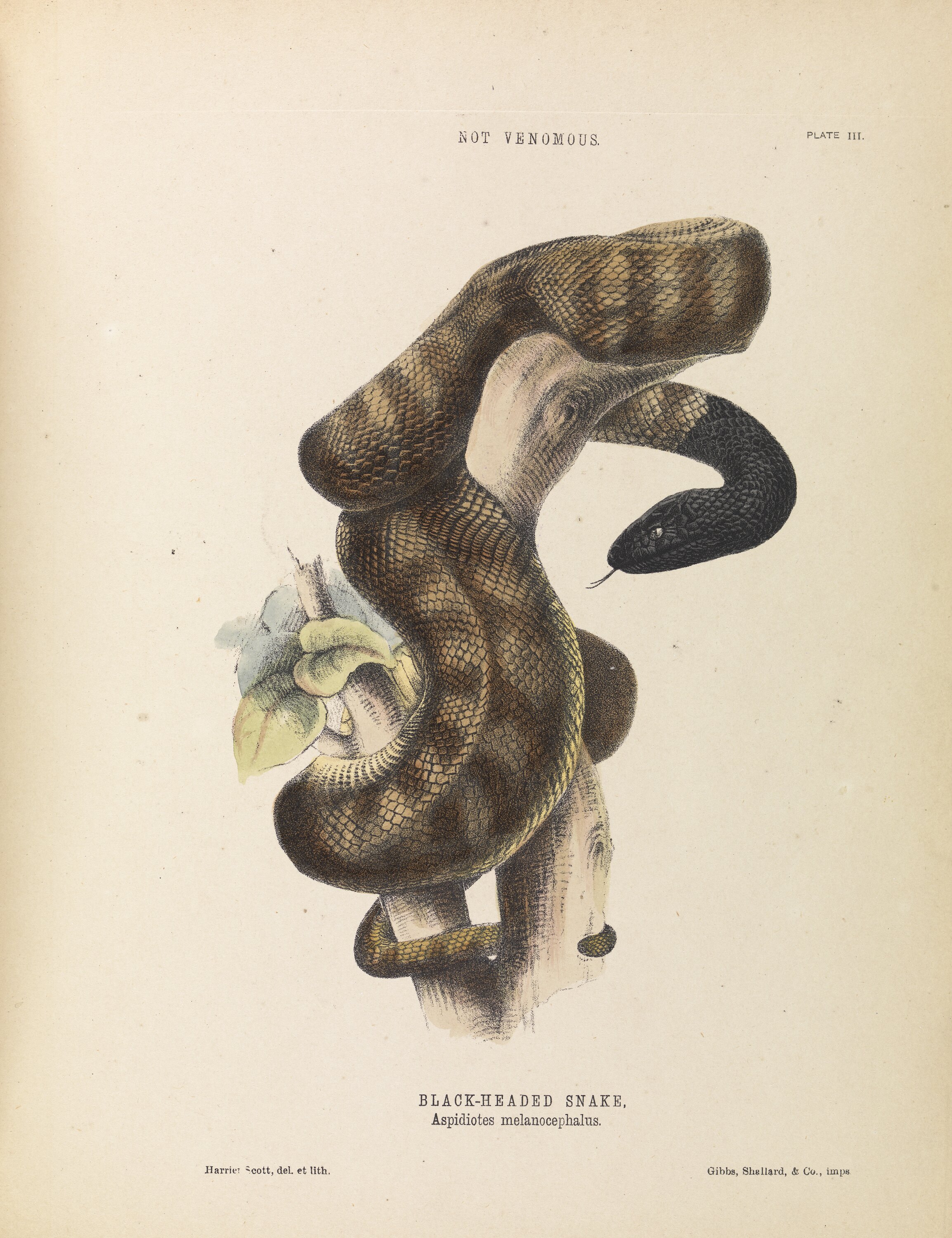Australian Snakes: A Natural History by Richard Shine