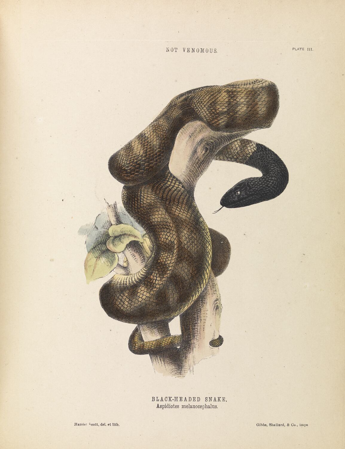 洋書 Australian Snakes: A Natural History Snakes: A Natural History: Bauchot, Roland: 9781402731815