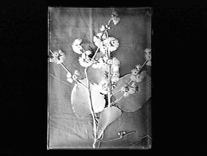 Negative - Glass