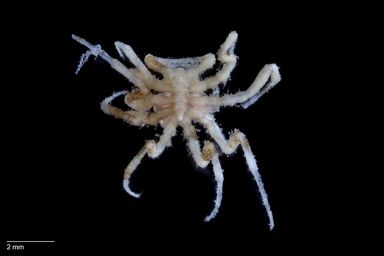 Sea spider, <em>Nymphon novaehollandiae</em>.