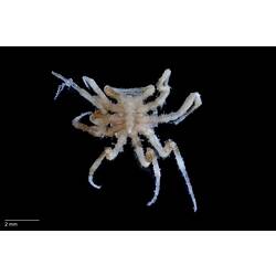Sea spider, <em>Nymphon novaehollandiae</em>.