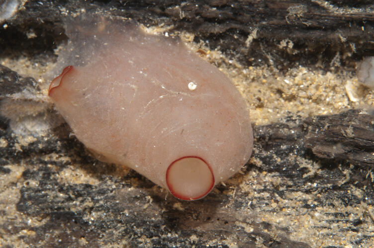 Individual tunicate polyp.