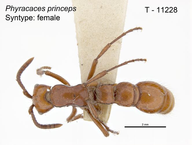 Ant specimen, dorsal view.