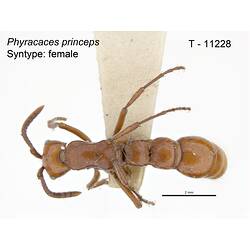 Ant specimen, dorsal view.