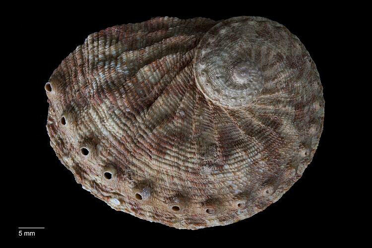 Dorsal view of brown, cream and pinkish abalone shell.
