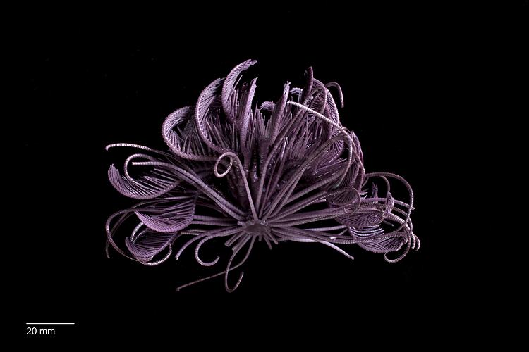 Purple feather star specimen.