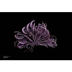 Purple feather star specimen.
