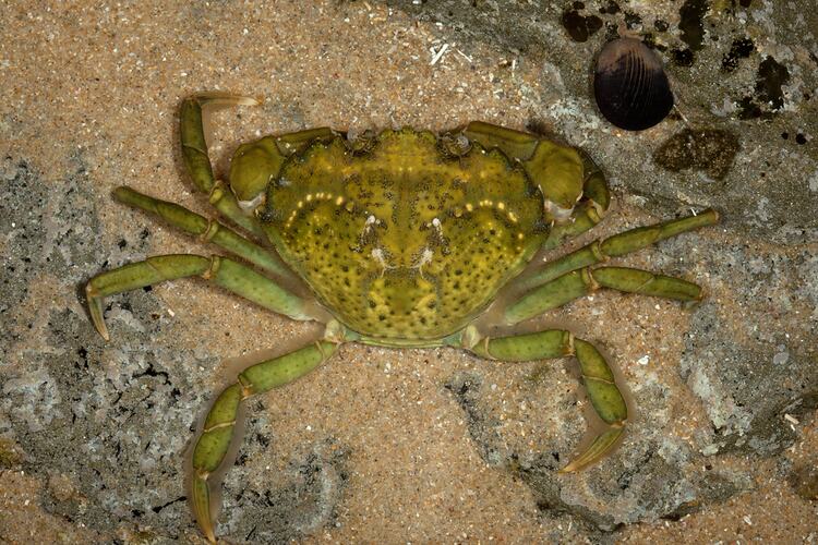 European Green Shore Crab on sand.