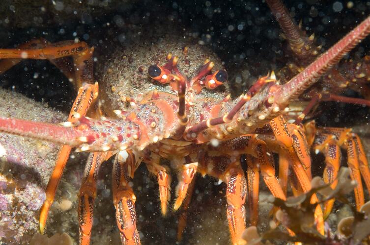 Close up of rock lobster facing forwards.