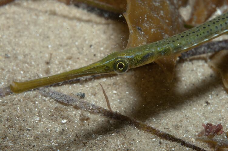 <em>Stigmatopora argus</em>, Spotted Pipefish. St Leonard's Jetty, Port Phillip, Victoria.